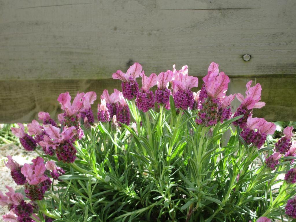 Un Figuier Dans Notre Jardin Villa Beaune-la-Rolande Ruang foto