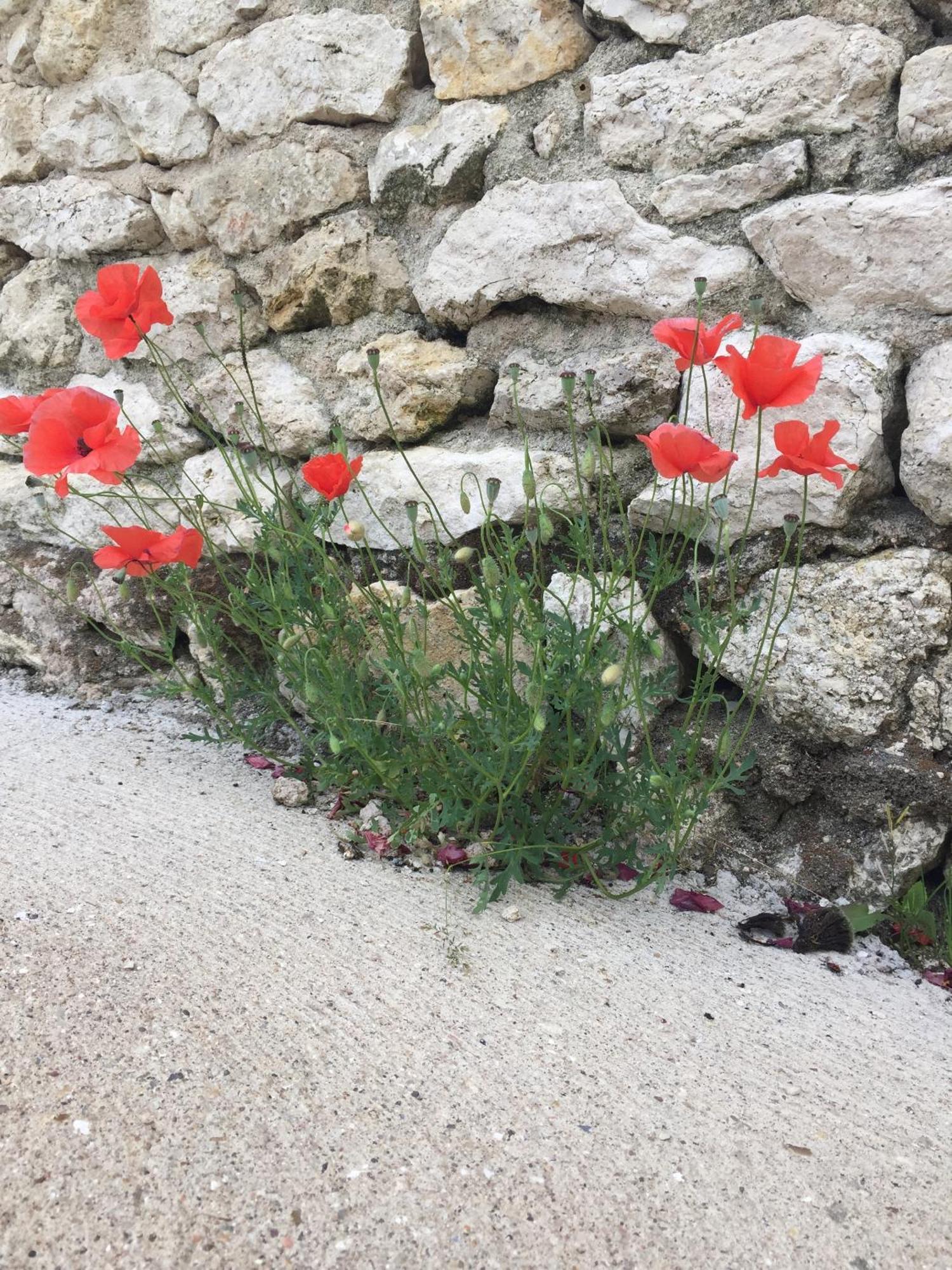 Un Figuier Dans Notre Jardin Villa Beaune-la-Rolande Ruang foto