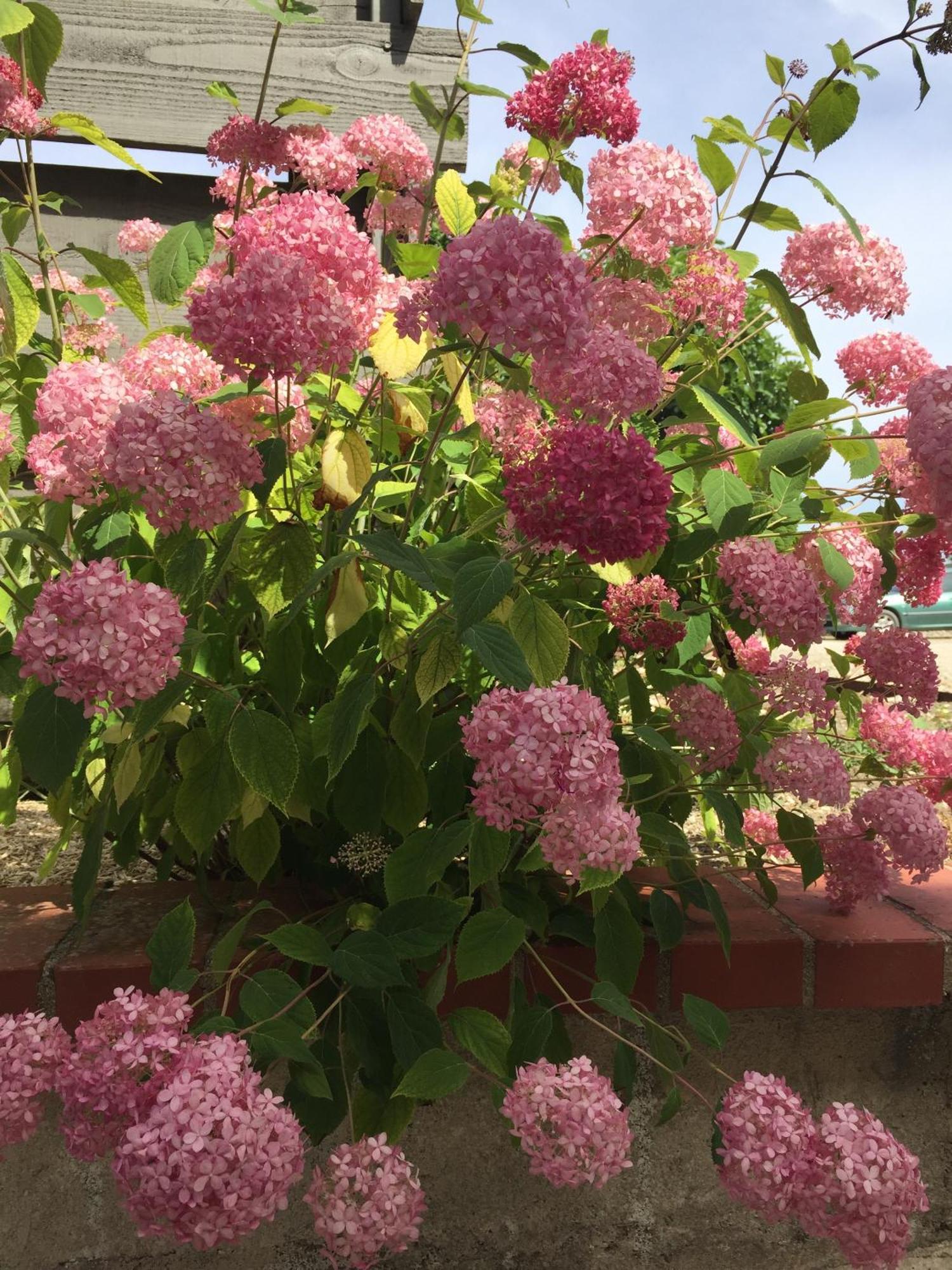 Un Figuier Dans Notre Jardin Villa Beaune-la-Rolande Ruang foto